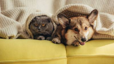 Ученые заявили о «крайне низкой» вероятности заразиться COVID-19 от кошек и собак - gazeta.ru - Россия
