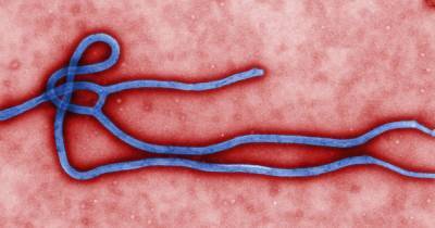 Вспышка Эболы зафиксирована в Гвинее и ДР Конго - focus.ua - Конго - Гвинея - Бутембо