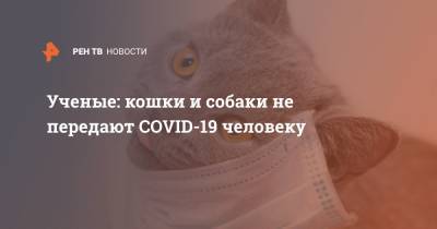 Ученые: кошки и собаки не передают COVID-19 человеку - ren.tv - Россия