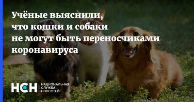 Учёные выяснили, что кошки и собаки не могут быть переносчиками коронавируса - nsn.fm - Россия
