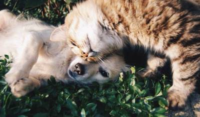 Ученые назвали кошек и собак биологическим тупиком для коронавируса - skuke.net - Санкт-Петербург