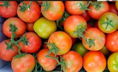 Узбекистан временно запретил поставки семян томатов и перца из Турции. В них обнаружили вирус - podrobno.uz - Турция - Израиль - Узбекистан - Ташкент