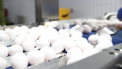 Ритейл предупредил о росте цен на яйца и мясо птицы - iz.ru - Израиль