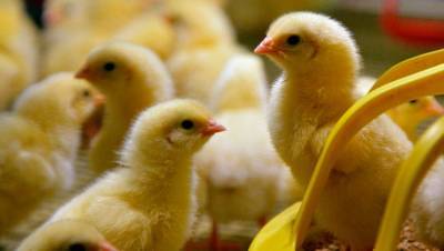 Свыше 28 млн птиц уничтожили в Южной Корее из-за птичьего гриппа - gazeta.ru - Япония - Южная Корея
