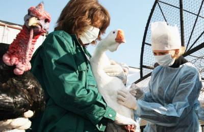 Корейский эксперт сравнил рост очагов птичьего гриппа с пандемией - eadaily.com - Южная Корея