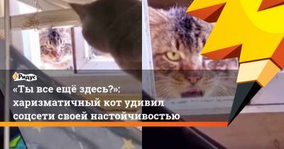 «Ты все ещё здесь?»: харизматичный кот удивил соцсети своей настойчивостью - ridus.ru