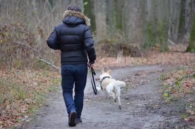 Собака заболела коронавирусом в Латвии - abnews.ru - Сша - Китай - Латвия - Гонконг
