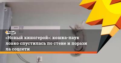 «Новый киногерой»: кошка-паук ловко спустилась постене ипоразила соцсети - ridus.ru - Китай