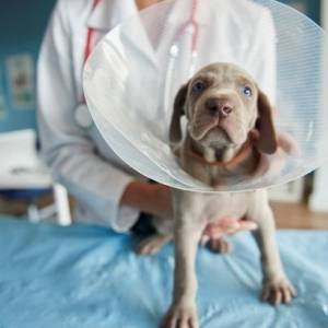 В Латвии зафиксировали первый случай коронавируса у собаки - reporter-ua.com - Латвия