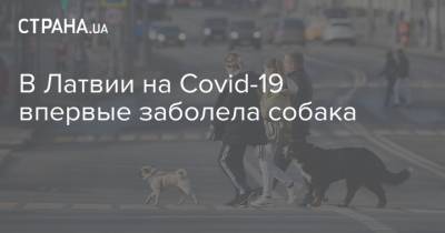 В Латвии на Covid-19 впервые заболела собака - strana.ua - Латвия