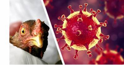 В Киевской области обнаружен вирус птичьего гриппа, введен карантин - focus.ua - Киевская обл.