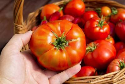 Самые неприхотливые сорта томатов с фото и описанием - skuke.net