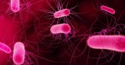 Ученые нашли 140 тысяч видов вирусов в кишечнике человека - ren.tv
