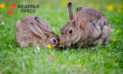 Причиной COVID-19 могла стать не летучая мышь: ВОЗ нашла еще двух животных - fedpress.ru - Москва