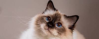 В сети стало вирусным видео с “гавкающей” кошкой - skuke.net