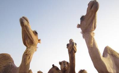 Al Jazeera (Катар): катарские ученые надеются на помощь верблюдов в лечении коронавируса - inosmi.ru - Катар