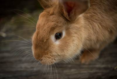Эксперты ВОЗ выясняют причастность барсуков и кроликов к распространению коронавируса - online47.ru - Ухань