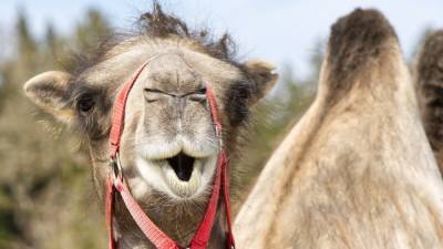 Al Jazeera: одногорбые верблюды могут помочь в лечении людей от COVID-19 - newinform.com - Египет