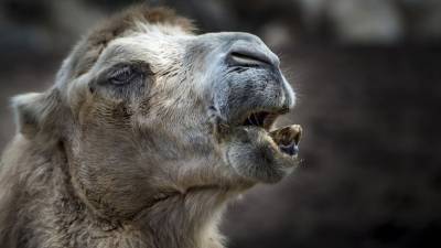 Ученые из Катара предложили лечить коронавирус с помощью верблюдов - inforeactor.ru - Катар