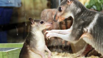 В зоопарке Екатеринбурга родился второй кустарниковый кенгуренок (ФОТО) - newdaynews.ru - Екатеринбург - Новая Зеландия