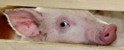 Владимир Уйба - Из-за африканской чумы свиней в Коми уничтожат более 900 животных - runews24.ru - республика Коми - Сыктывкар