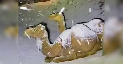 Верблюды в шоке: видео снегопада в Саудовской Аравии стало вирусным в сети - fakty.ua - Украина - Саудовская Аравия