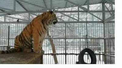 "Поющего" тигренка из Барнаульского зоопарка сняли на видео - piter.tv