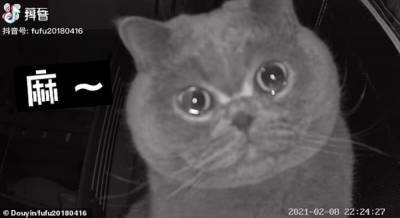 Один дома: кот, который плачет на камеру, стал звездой интернета – трогательное видео - 24tv.ua - Китай - Сучжоу