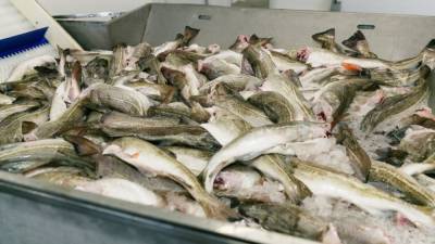 Российский бизнес вынужден искать новых покупателей рыбы из-за ограничений со стороны Китая - nation-news.ru - Россия - Китай