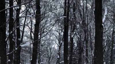 Петербуржцев предупредили о снеге и облачной погоде в субботу - piter.tv - Санкт-Петербург