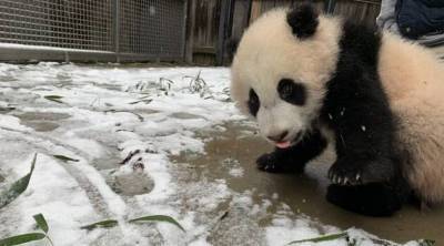 Видео дня: Вашингтон засыпало снегом — и большие панды в зоопарке очень этому рады - skuke.net - Сша - Вашингтон - Вашингтон