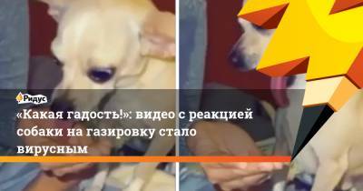 «Какая гадость!»: видео с реакцией собаки на газировку стало вирусным - ridus.ru