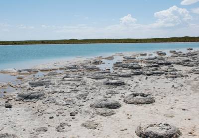 Ученые раскрыли причину появления строматолитов на Земле - actualnews.org - Австралия