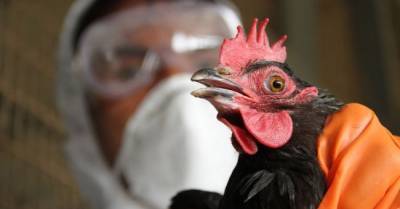 В России впервые в мире люди заразились птичьим гриппом - eadaily.com - Россия