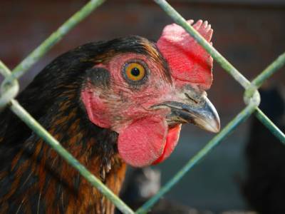 В Нидерландах из-за вспышки птичьего гриппа уничтожили 130 тыс. кур - rosbalt.ru - Синт-Уденроде