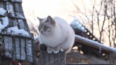 У кошек умершей женщины нашли коронавирус - vesti.ru