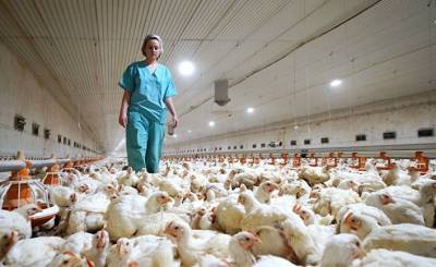 Bloomberg (США): в России зарегистрированы первые случаи заражения людей птичьим гриппом H5N8 - inosmi.ru - Россия - Сша