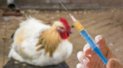 Анна Попова - Ринат Максютов - В центре «Вектор» начинают разрабатывать вакцину от птичьего гриппа H5N8 - eadaily.com - Россия