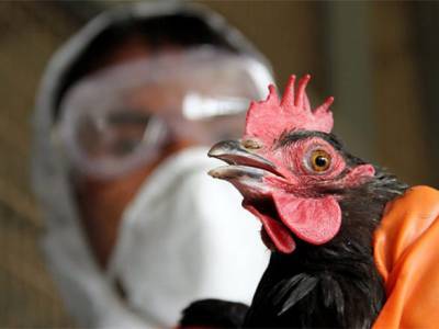 Новый тип птичьего гриппа: в России заразился первый в мире человек - unn.com.ua - Россия - Киев