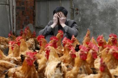 Первый в мире случай заражения новым птичьим гриппом произошёл в России - chita.ru - Россия