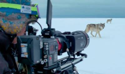 Британский режиссер дикой природы снимает невероятные видео: потрясающая подборка - 24tv.ua