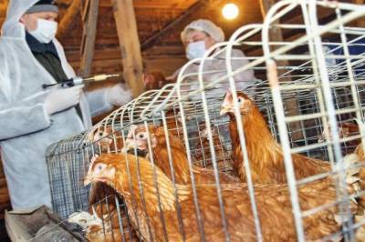 Заразившиеся птичьим гриппом работники астраханской фабрики прошли лечение - aif.ru - Астраханская обл.