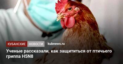 Георгий Викулов - Ученые рассказали, как защититься от птичьего гриппа H5N8 - kubnews.ru