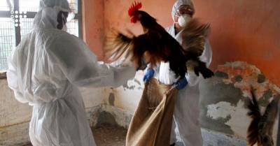 Анна Попова - В России обнаружили первый в мире случай инфицирования человека новым штаммом птичьего гриппа. Насколько все серьезно? - hromadske.ua - Россия