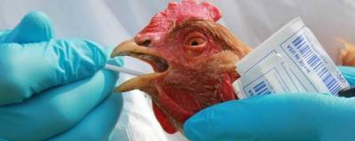 «Вектор» начал разработку вакцины от птичьего гриппа H5N8 - runews24.ru - Россия