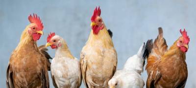 Александра Гамбарян - Биолог оценила риск заражения птичьим гриппом при употреблении курицы - stolicaonego.ru - Россия