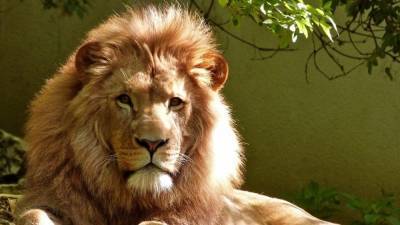 Сотрудница зоопарка едва не погибла после встречи со львом в Германии - newinform.com - Германия