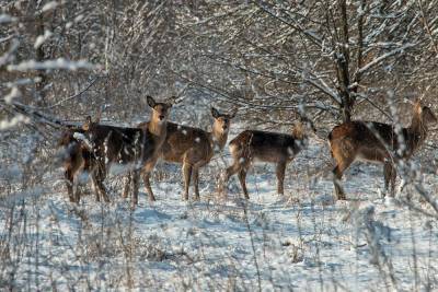 Запорожский фотограф снял диких оленей на Хортице - inform.zp.ua - Украина - Запорожье