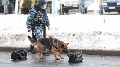 Кинологи назвали основные команды для служебных собак - iz.ru - Россия - Израиль