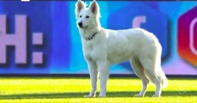 Выбежавшая на футбольное поле собака чуть не сорвала матч Суперлиги в Швейцарии (видео) - focus.ua - Швейцария